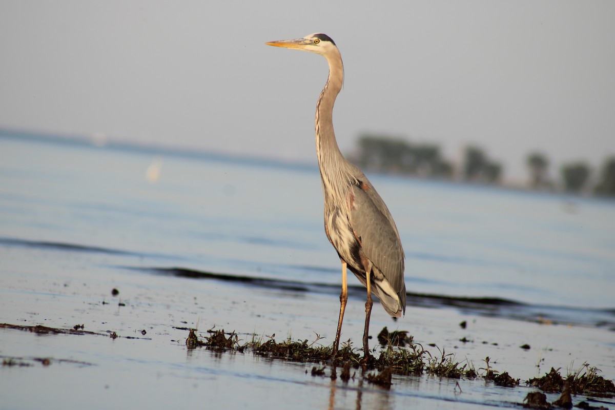 Great Blue Heron - ML619865599