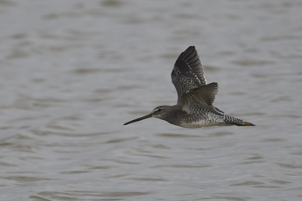 Long-billed Dowitcher - ML619865601