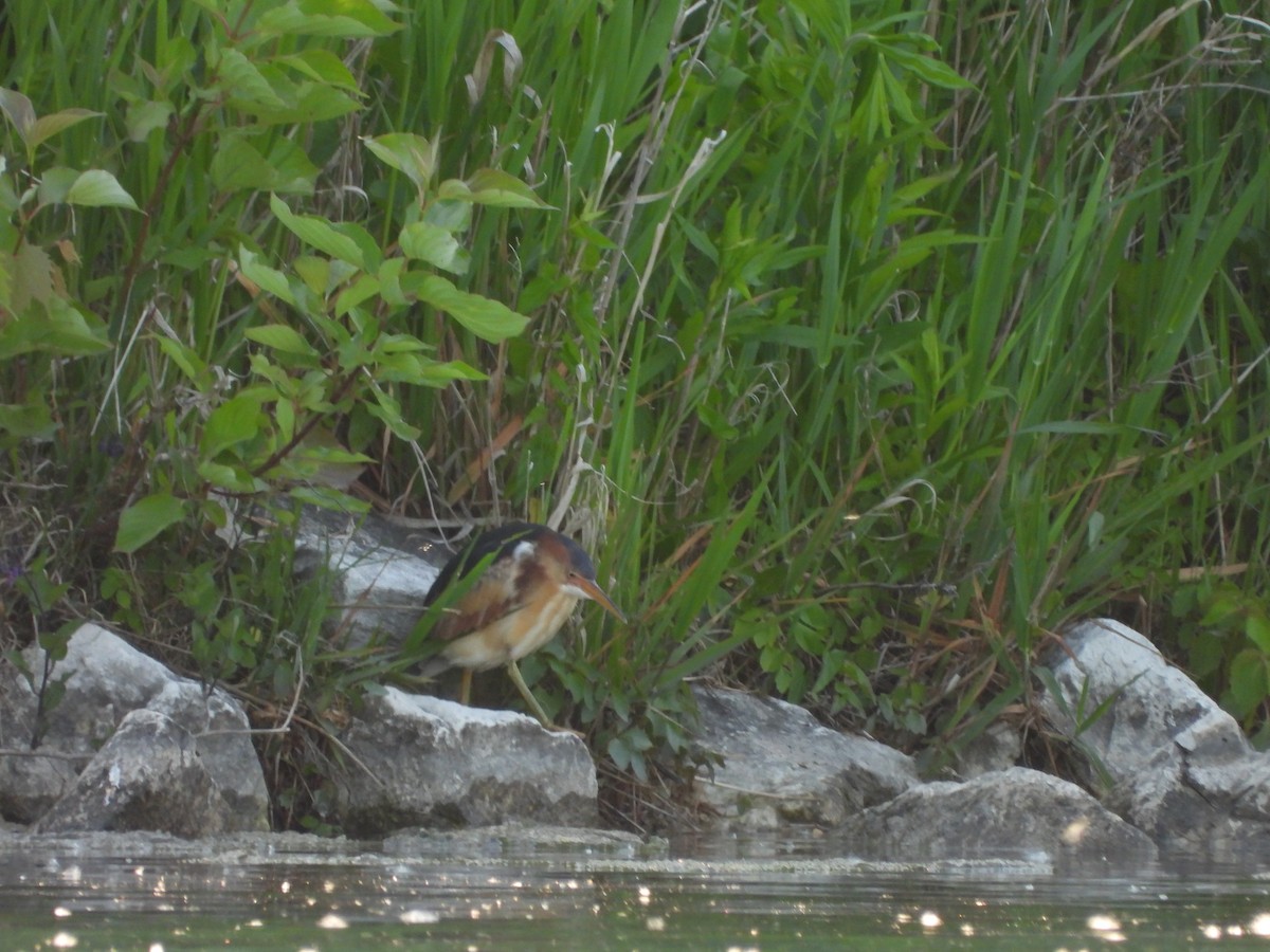 Least Bittern - Janna Nugent