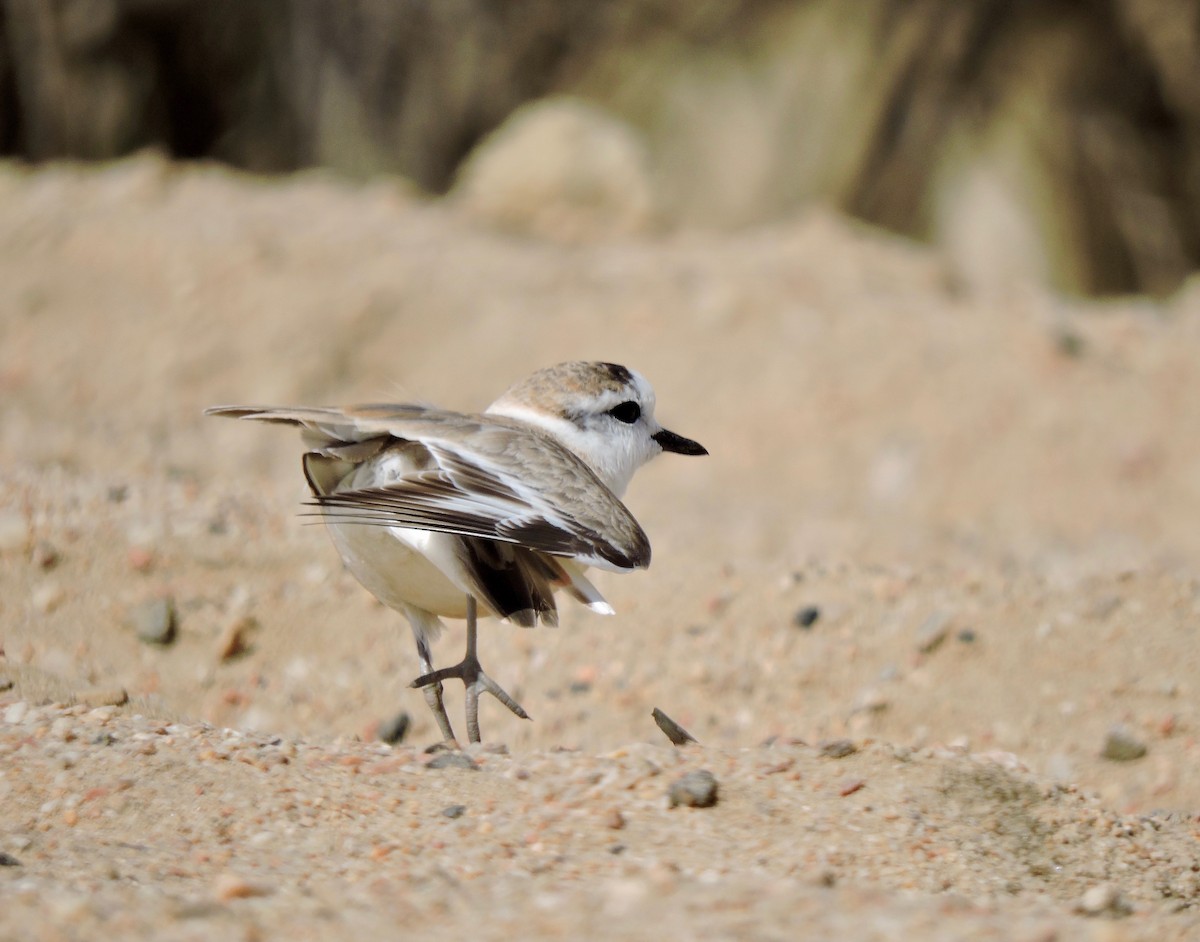 White-fronted Plover - ML619865640
