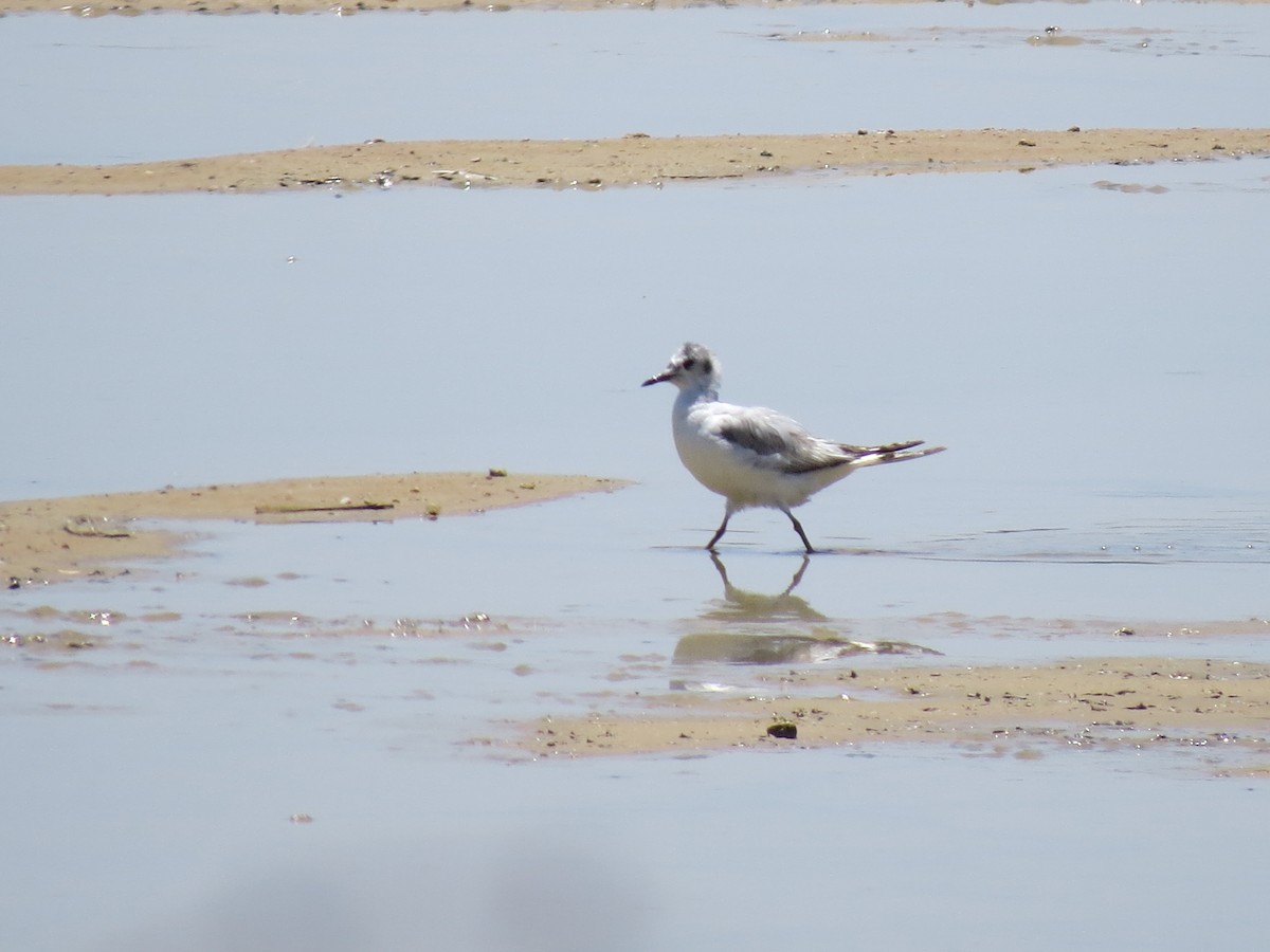 Bonaparte's Gull - ML619865649