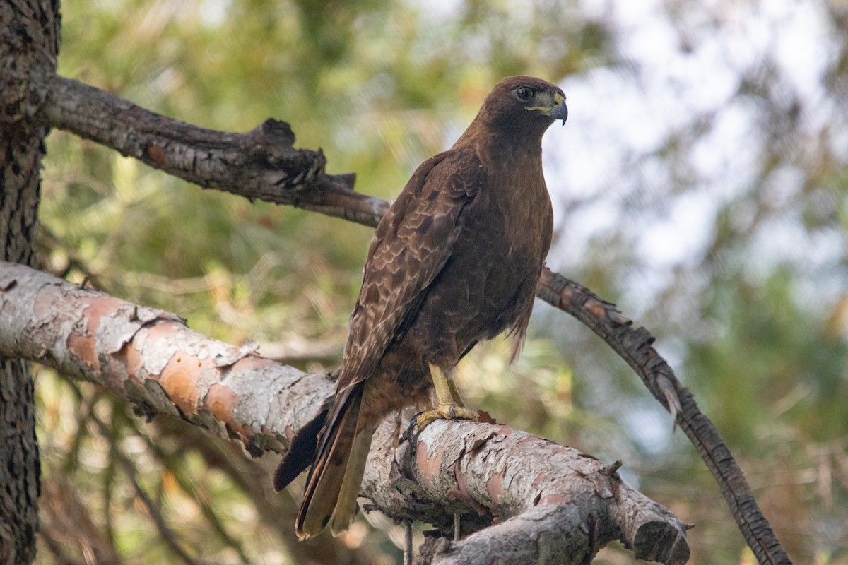 Red-tailed Hawk - ML619865680