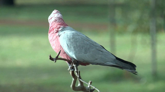kakadu růžový - ML619865681