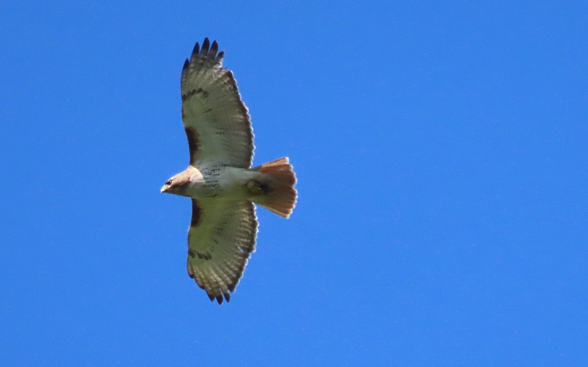 Red-tailed Hawk - ML619865683