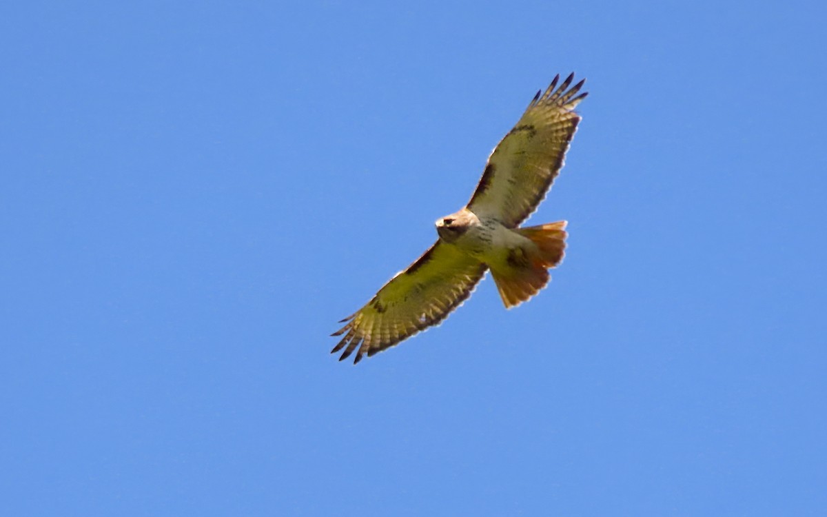 Red-tailed Hawk - ML619865686