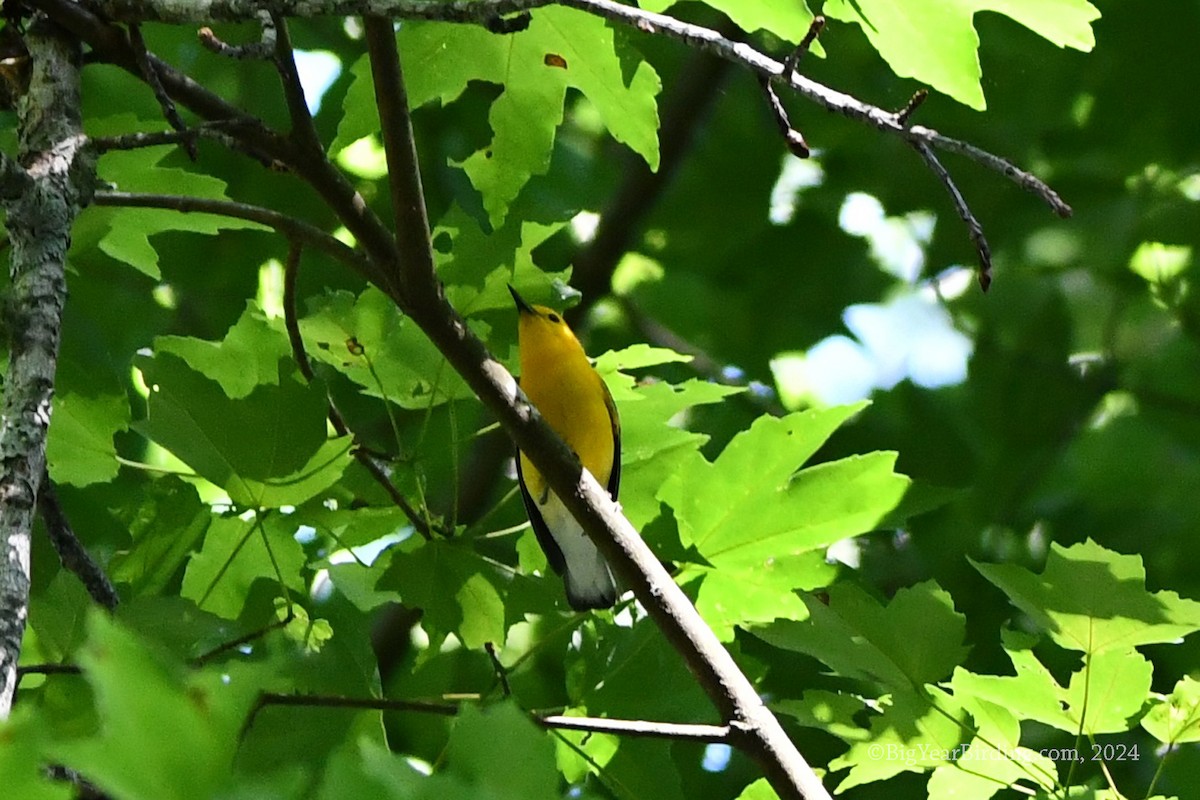 Prothonotary Warbler - ML619865695
