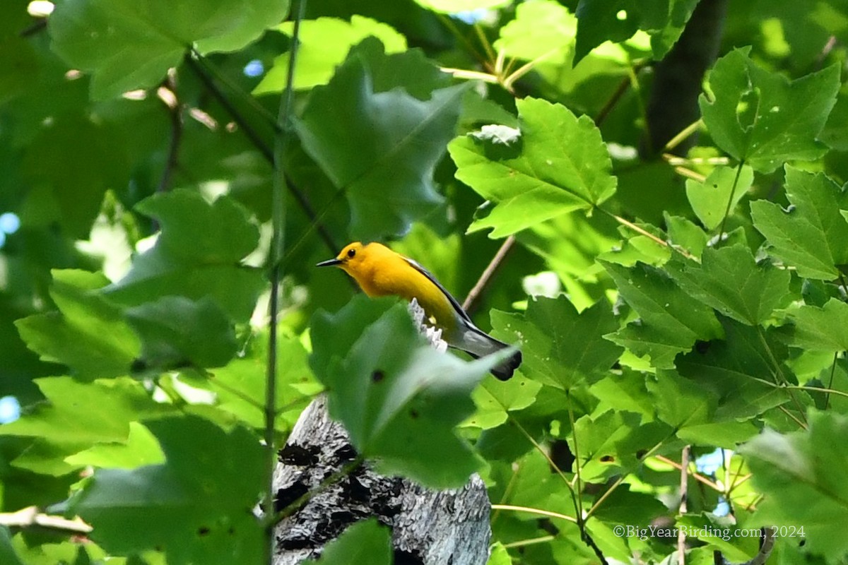 Prothonotary Warbler - ML619865696