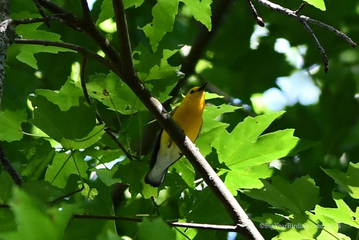 Prothonotary Warbler - Ethan Whitaker