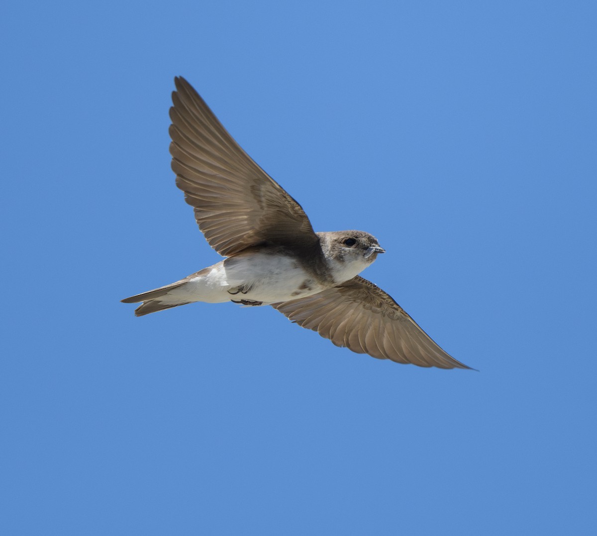 Bank Swallow - ML619865713