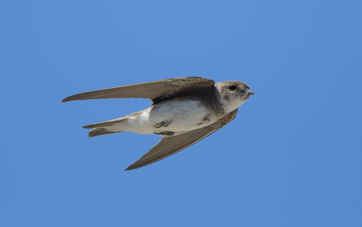 Bank Swallow - ML619865722