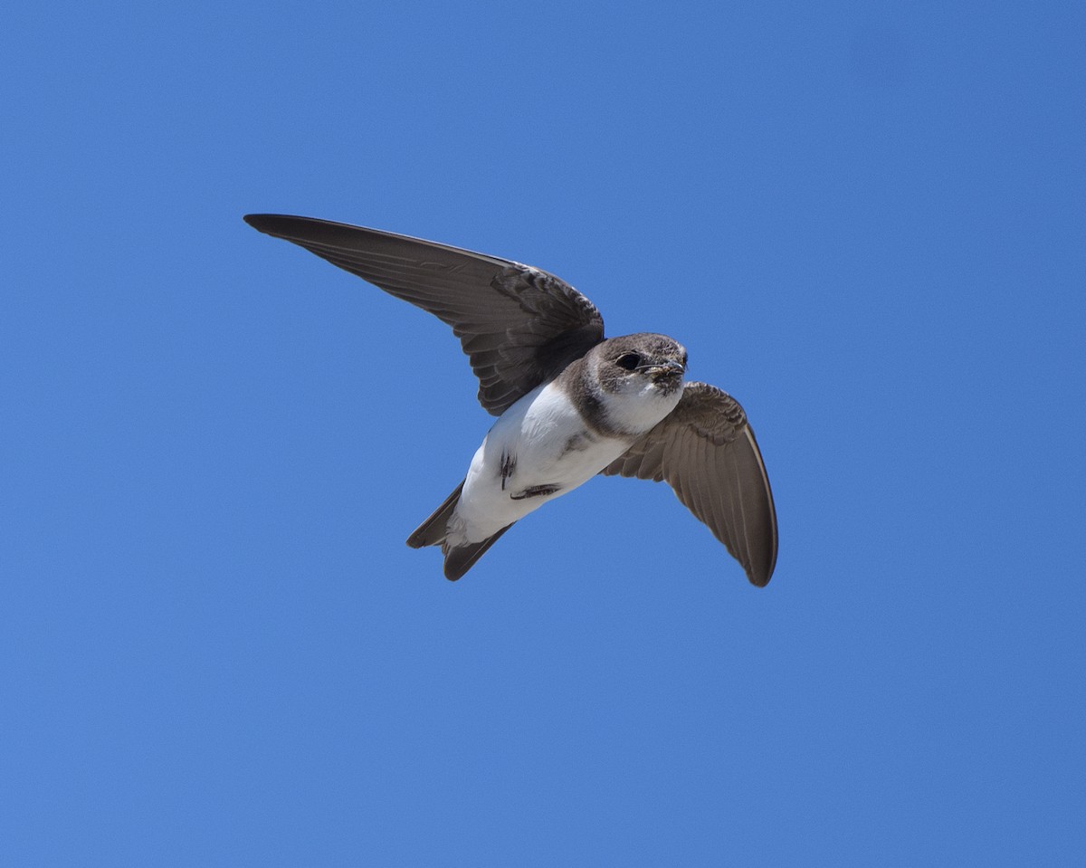 Bank Swallow - ML619865734