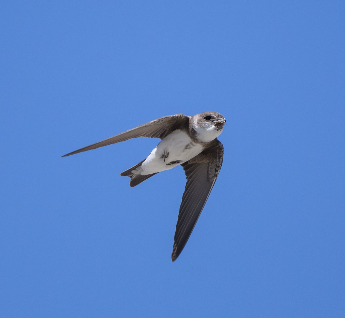 Bank Swallow - ML619865737