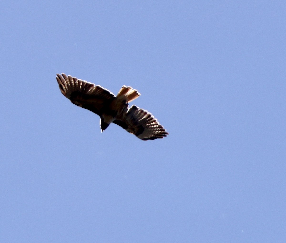 Red-tailed Hawk - ML619865741