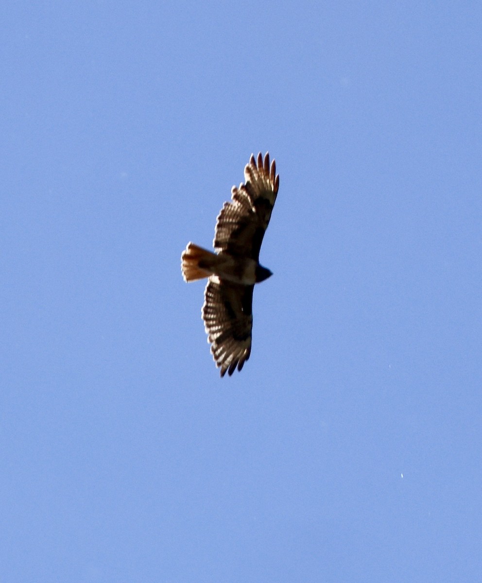 Red-shouldered Hawk - ML619865742