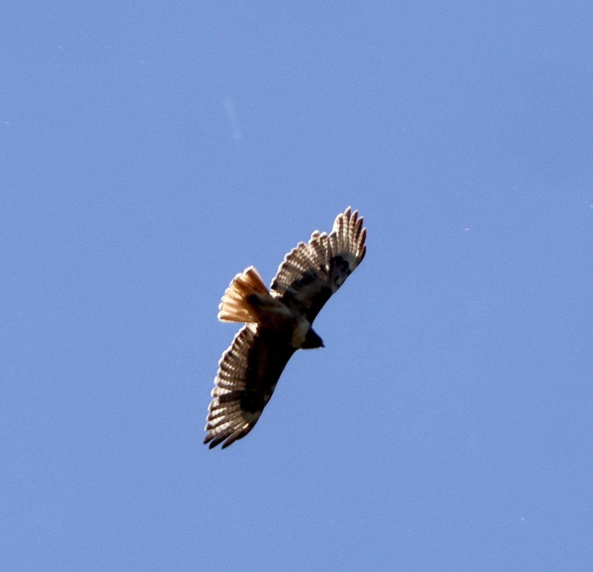 Red-tailed Hawk - ML619865743