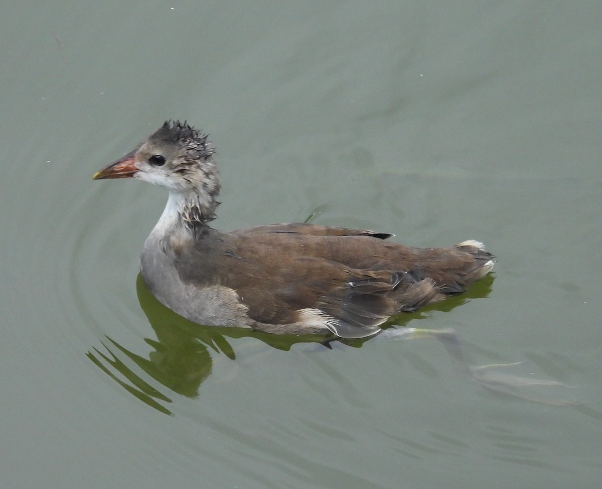 Eurasian Moorhen - ML619865755