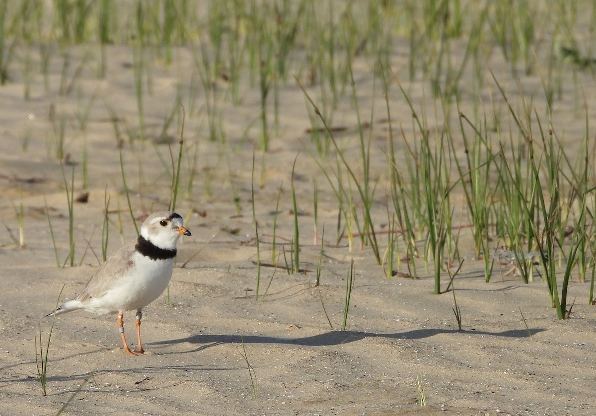 Piping Plover - ML619865785