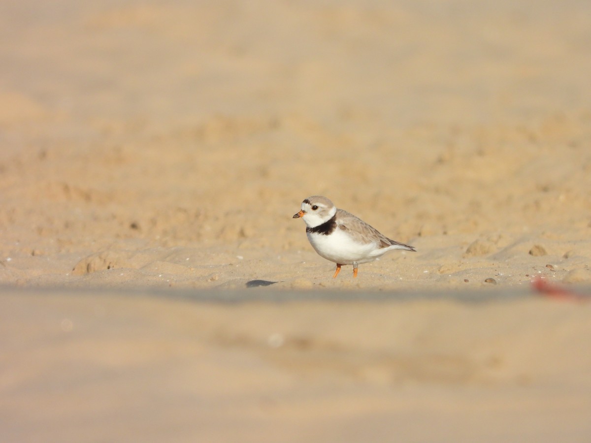 Piping Plover - ML619865786