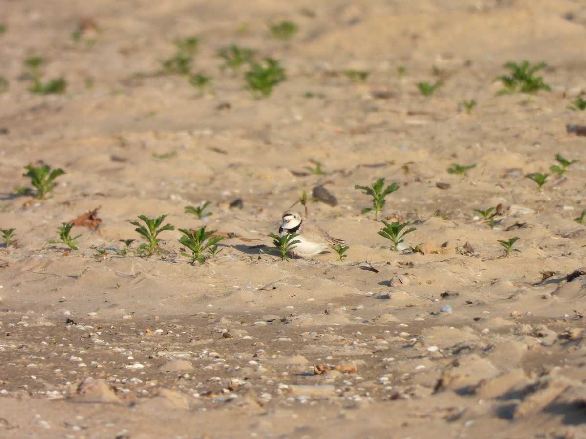 Piping Plover - ML619865787