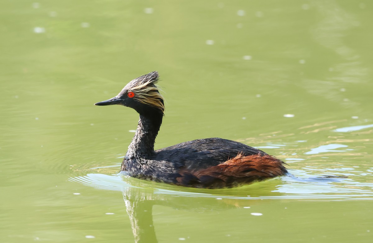 Eared Grebe - ML619865791