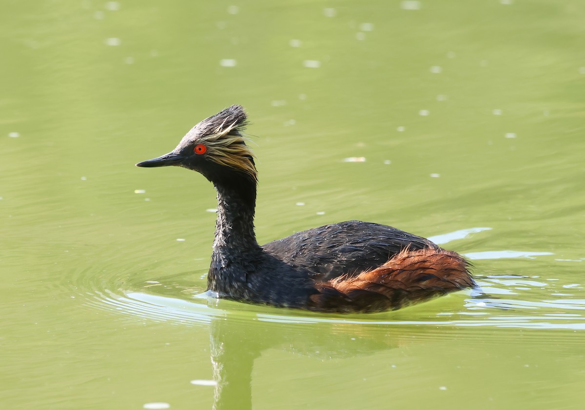 Eared Grebe - ML619865792