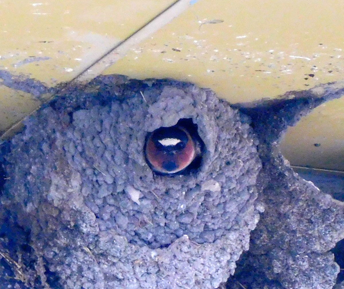 Cliff Swallow - ML619865803