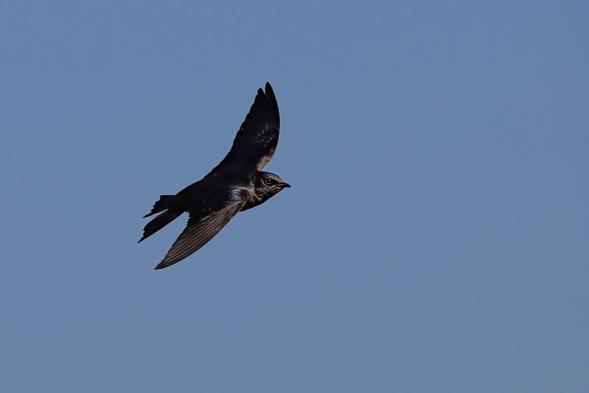 Purple Martin - ML619865804