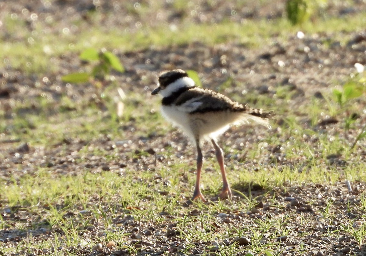 Killdeer - ML619865813