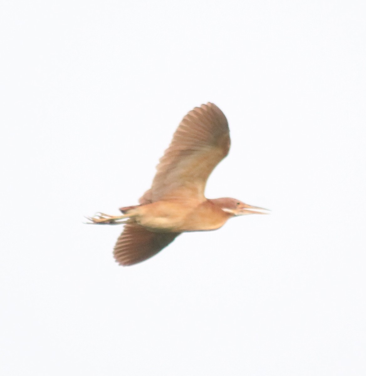 Cinnamon Bittern - ML619865820