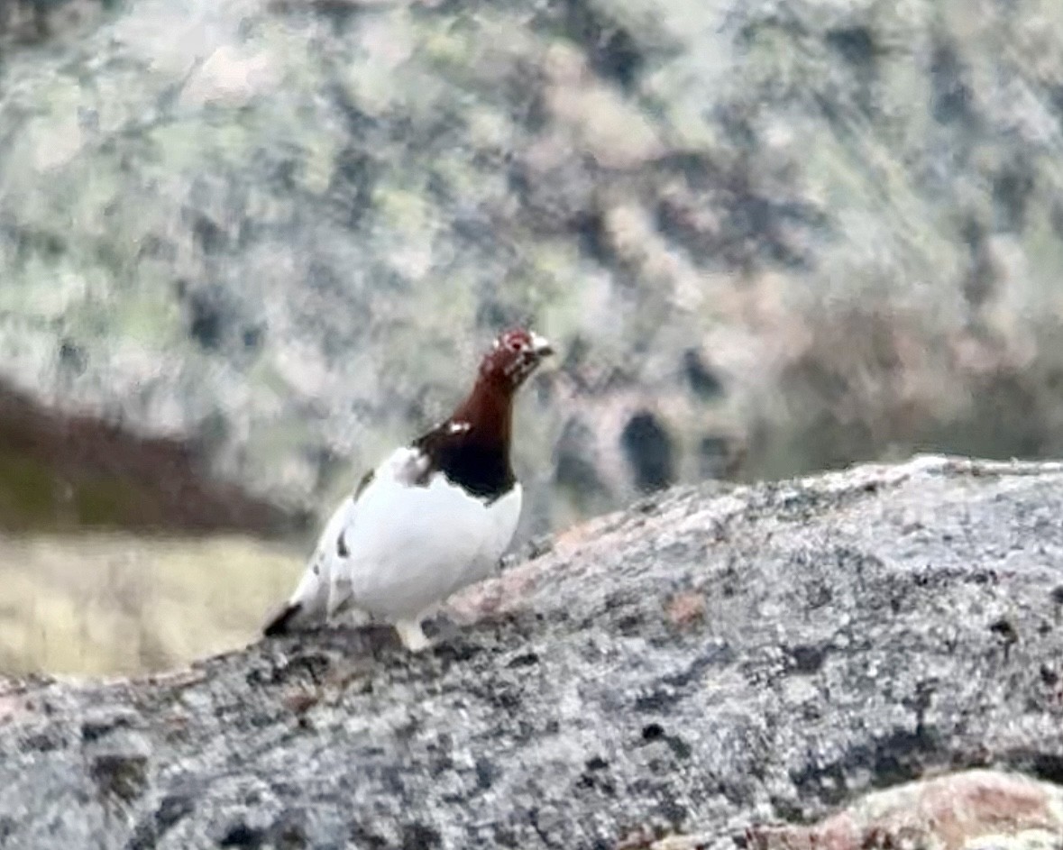 Willow Ptarmigan - ML619865836