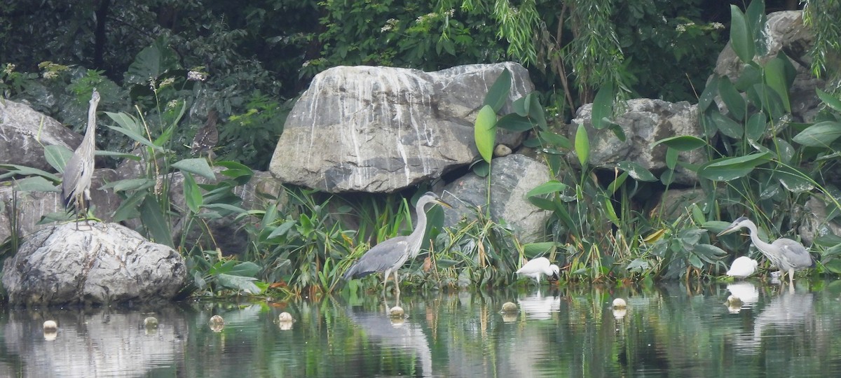 Gray Heron - ML619865850