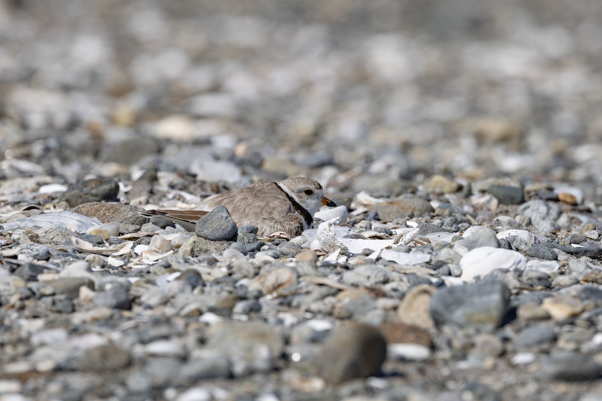 Piping Plover - ML619865864