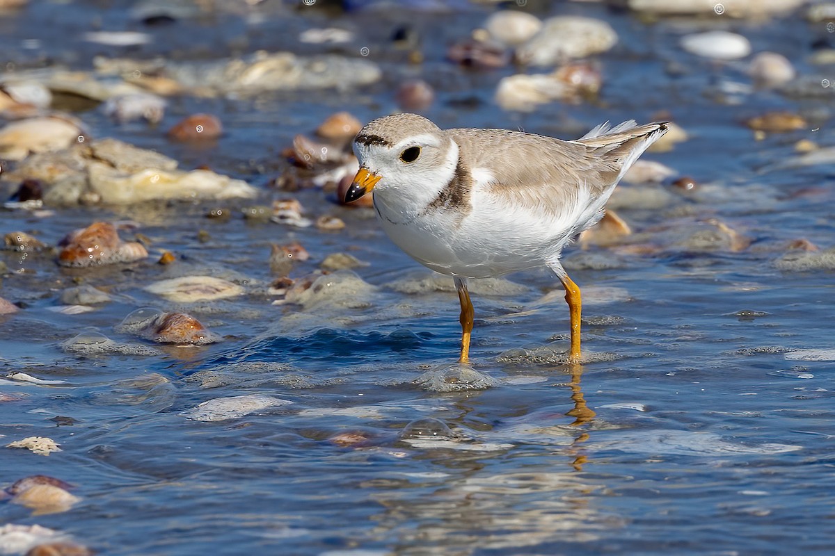 Piping Plover - ML619865868
