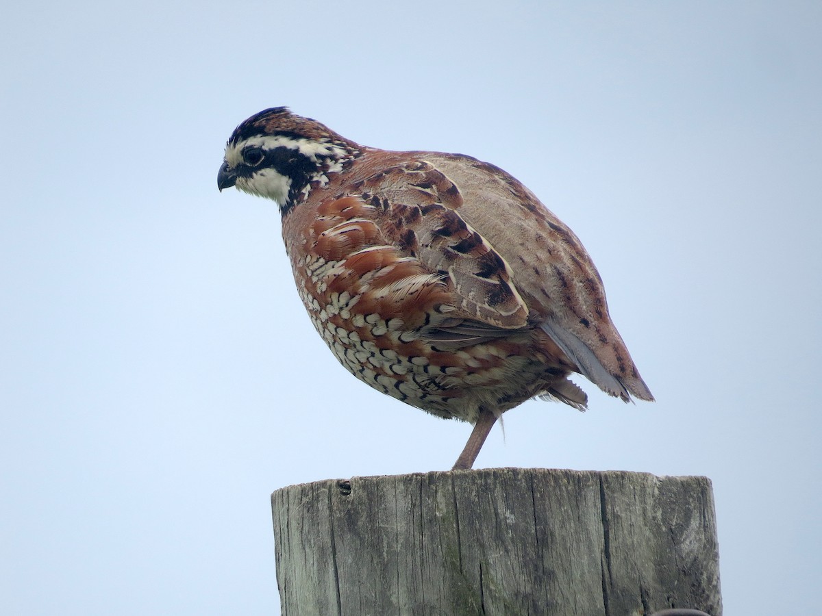 Northern Bobwhite - ML619865881