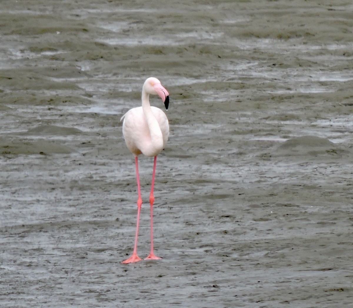 Greater Flamingo - ML619865890