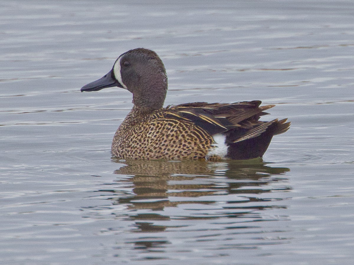 Blue-winged Teal - ML619865891