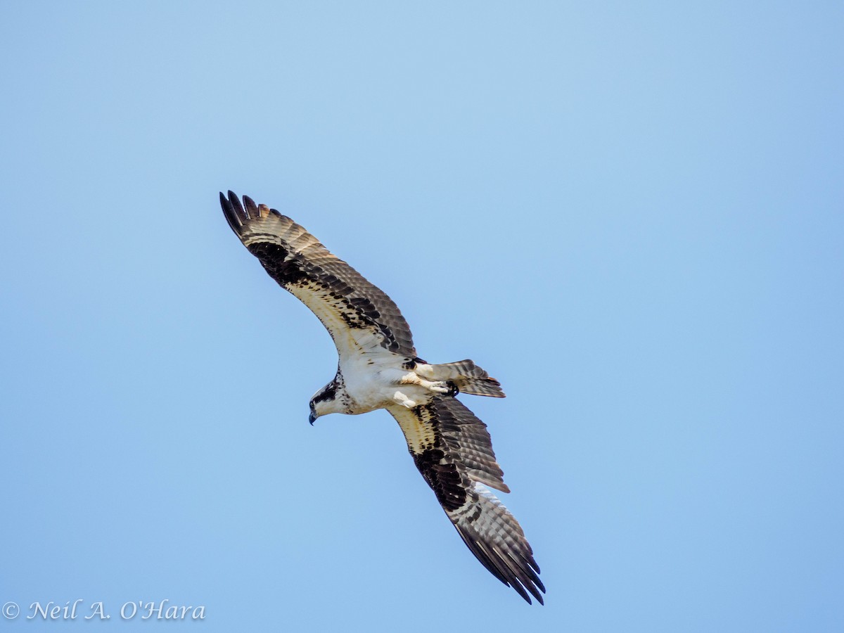 Osprey - ML619865896