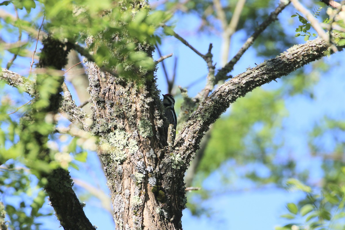 Yellow-bellied Sapsucker - ML619865897