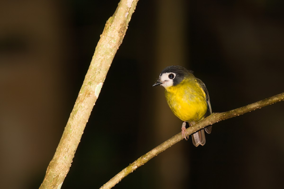 White-faced Robin - ML619865908