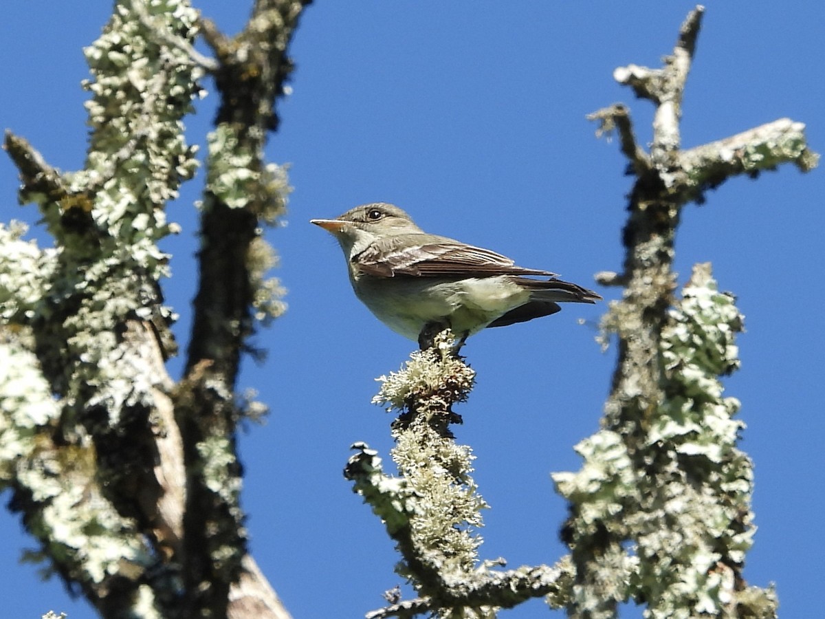 Eastern Wood-Pewee - ML619865926