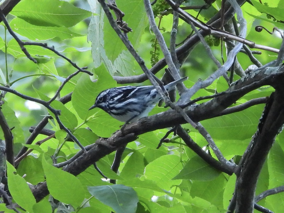Black-and-white Warbler - ML619865932