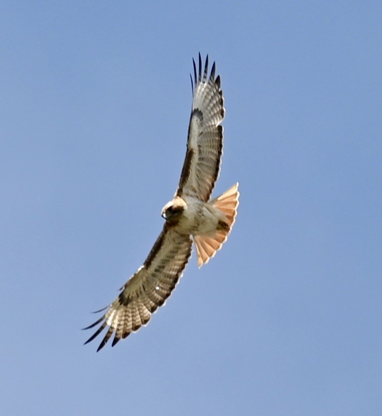 Red-tailed Hawk - ML619865958