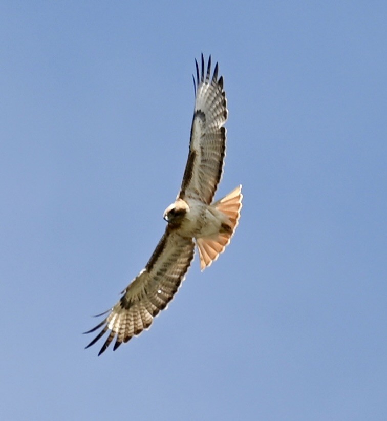 Rotschwanzbussard - ML619865958