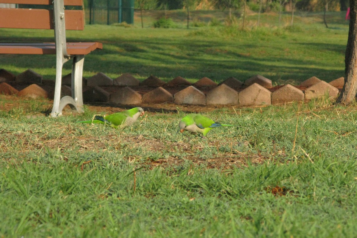 Monk Parakeet - ML619865960