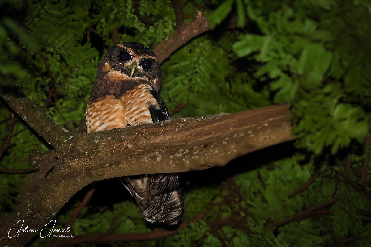 Tawny-browed Owl - ML619865962