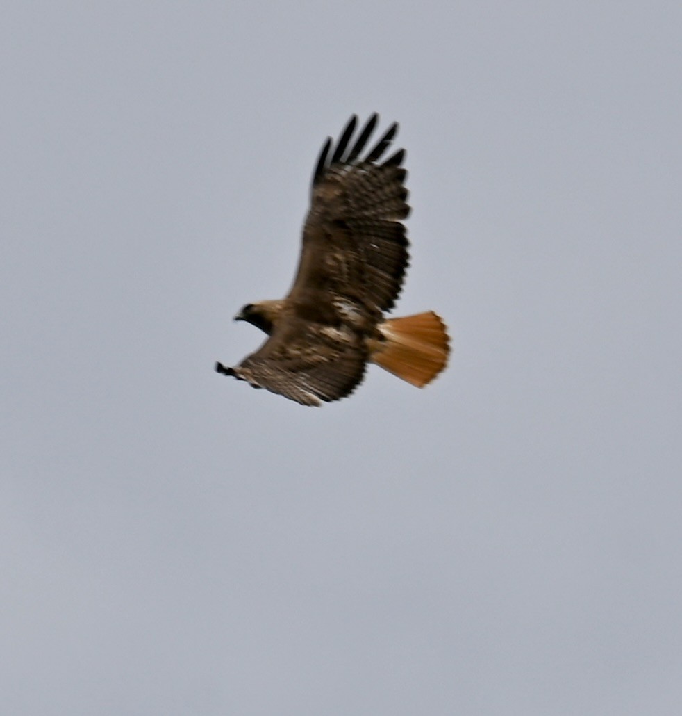 Red-tailed Hawk - ML619865969