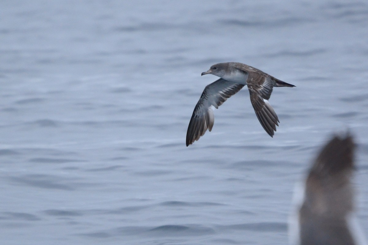 Pink-footed Shearwater - ML619865972