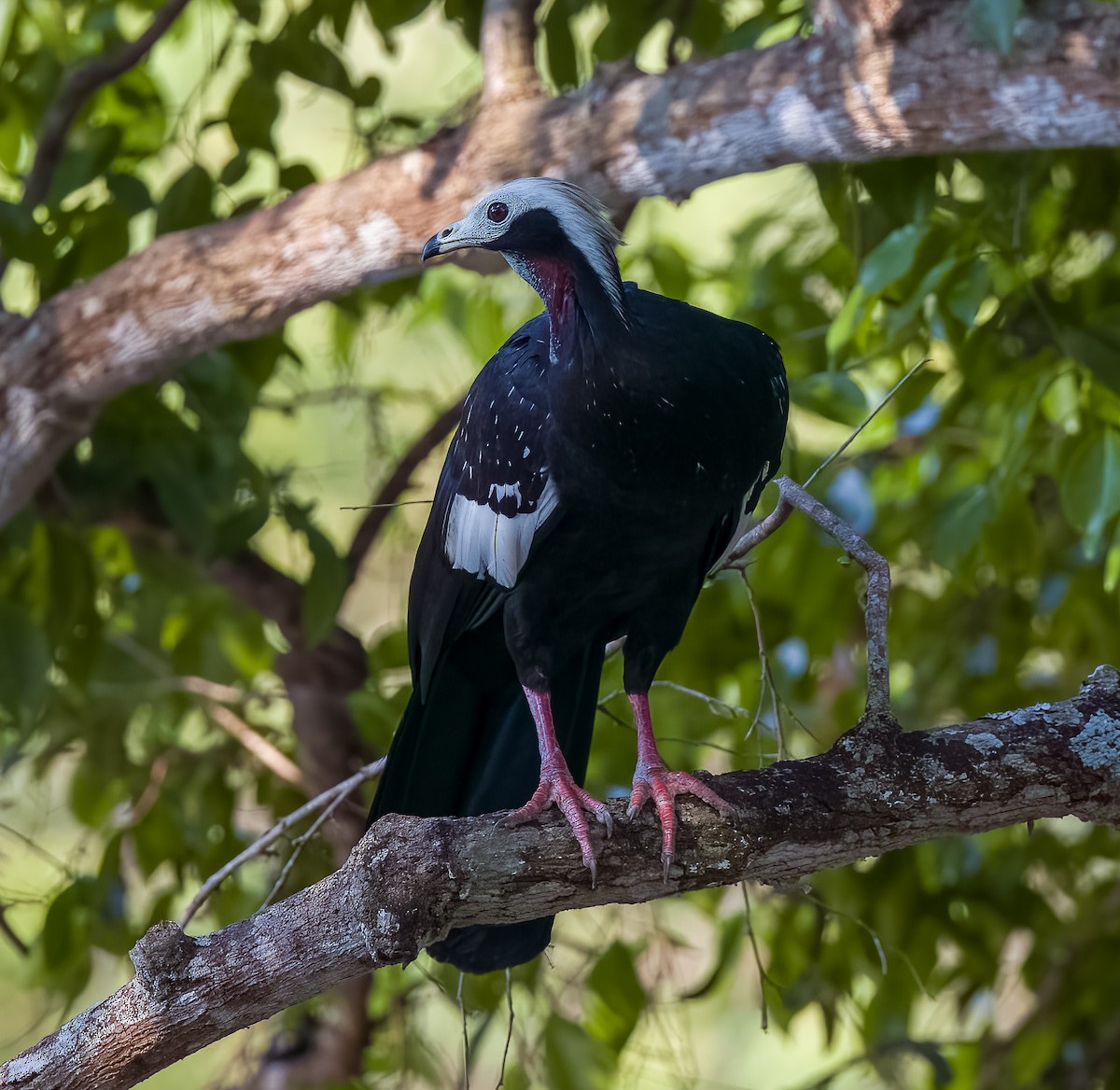White-throated Piping-Guan - ML619865976