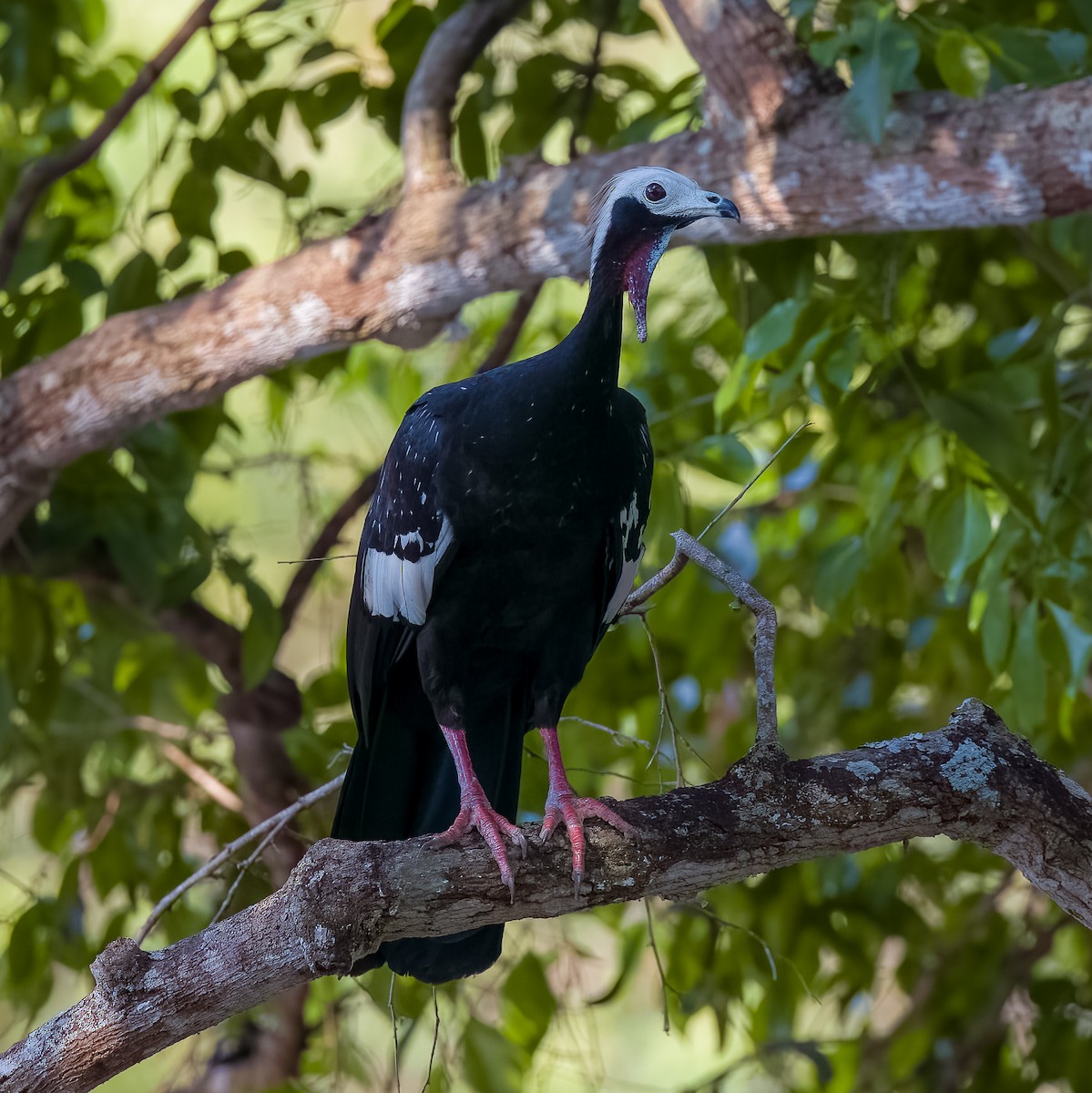 White-throated Piping-Guan - ML619865977