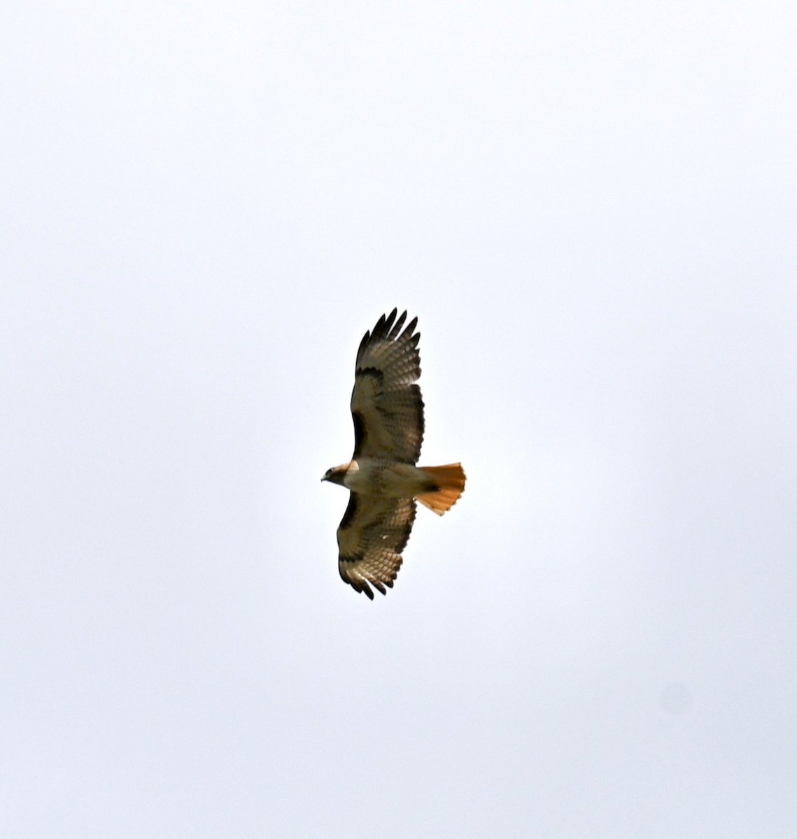Red-tailed Hawk - ML619865980